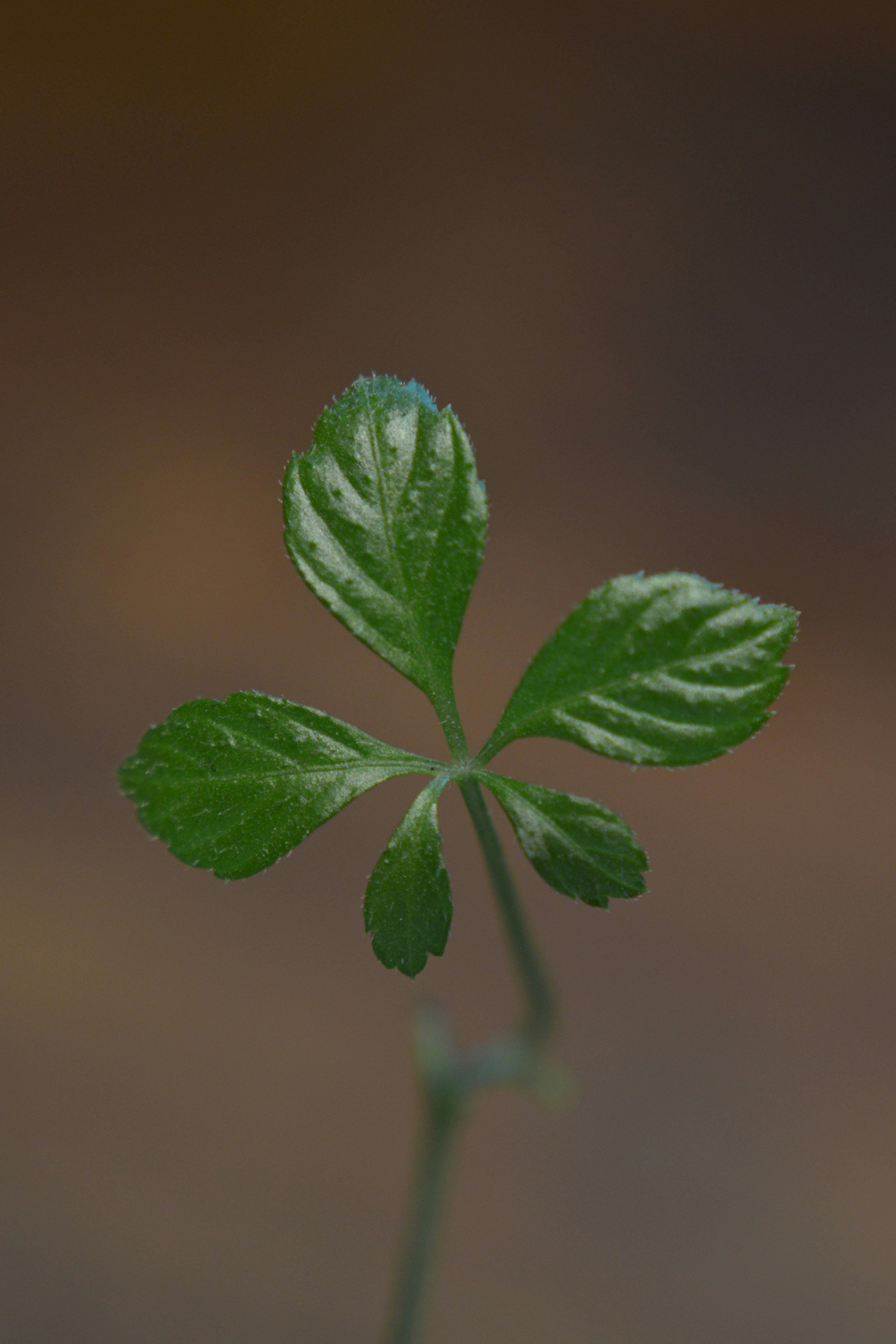 green leaf in close up photography